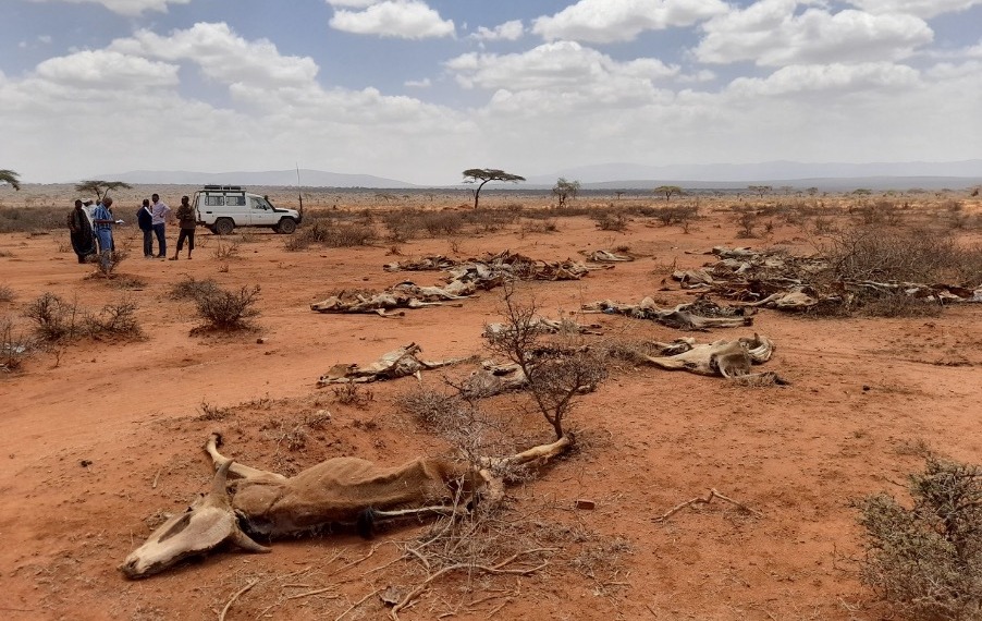 In the Photo: Drought in Ethiopia, 2022
Photo Credit: Flickr