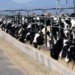 Meat, Monopolies, Mega Farms: How the US Food System Fuels Climate Crisis