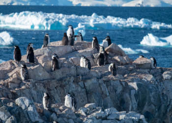 Action for Antarctica: Saving the World’s Last Great Wilderness