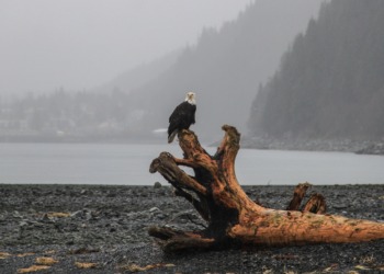 Melting Sea Ice May Mean the End of Driftwood in Iceland