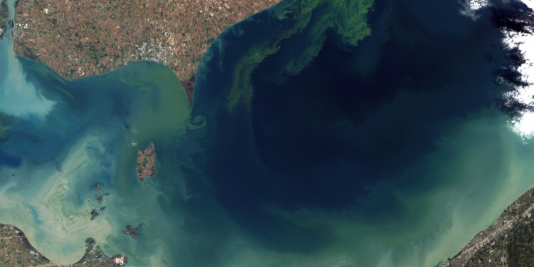 Toxic Algae Bloom in Lake Erie