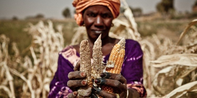 Aissata Abdoul Diop, a member of the Diawoud community women's cooperative. Showing how the  Maize ears have dried in the drought stricken garden. Due to lack of rain and rising food prices, people living in the Mauritanian Sahel are at risk of food insecurity
 Oxfam works in the construction of irrigation and drainage of water to ensure this vital resource to its inhabitants
