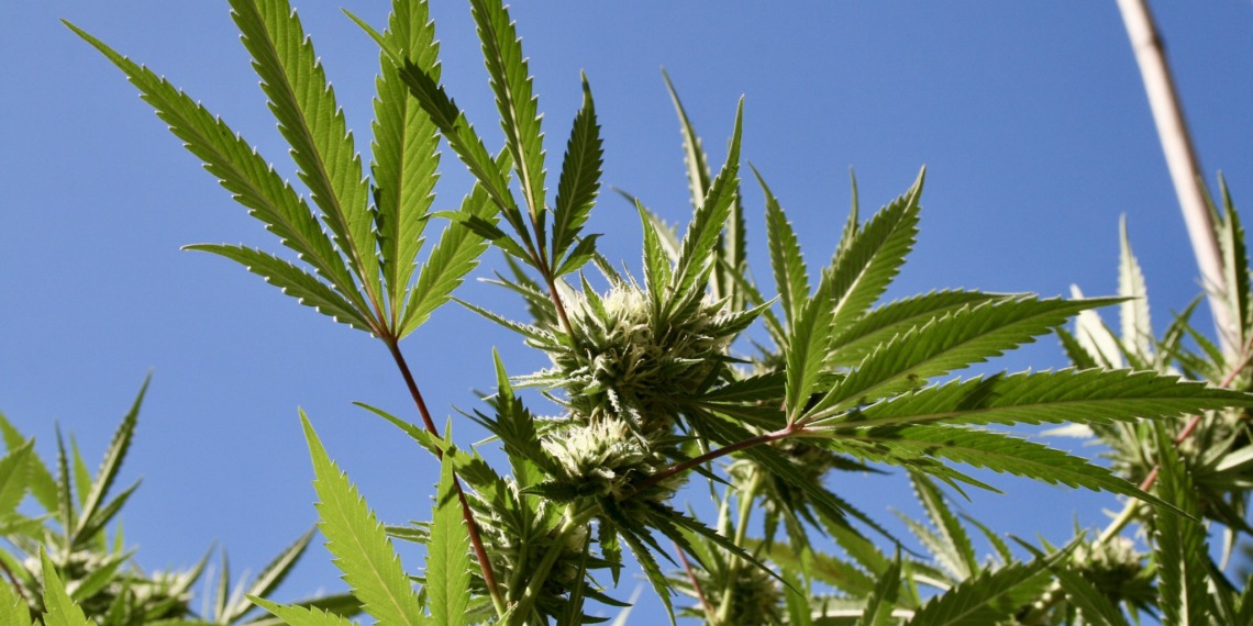 Cannabis cola leaves. Source: Brian Shamblen.
