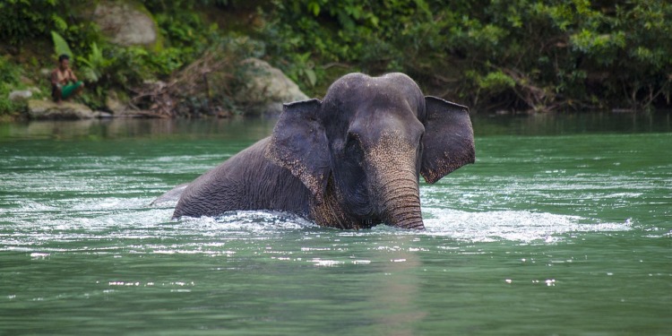 A critically endangered Sumatran elephant, one of the many victims of the mass extinction crisis.