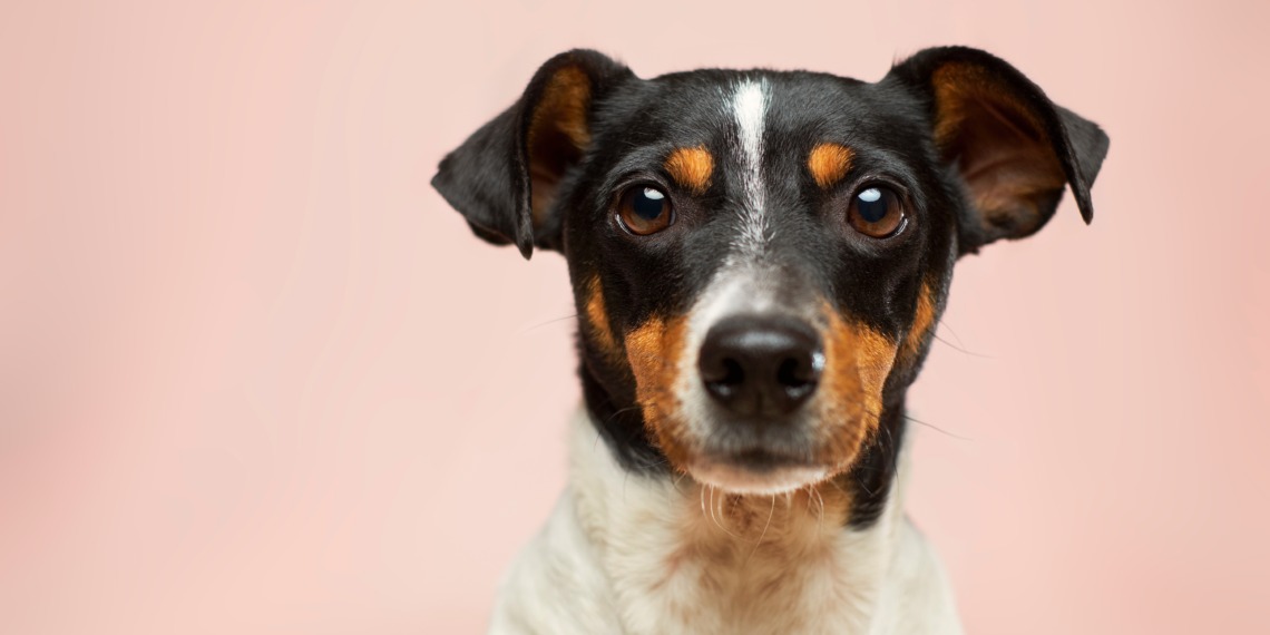 animal dog pets