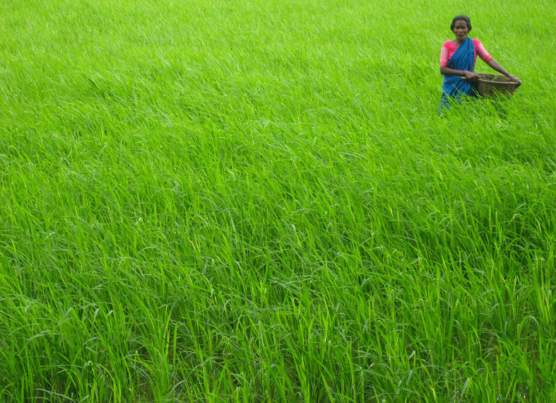 A Woman in Bangladesh participating in a poverty reduction pgorgram
