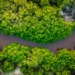 Effect of climate change on women in the Amazon