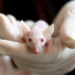 When Listening to Music, Rats Move in Sync With the Beat