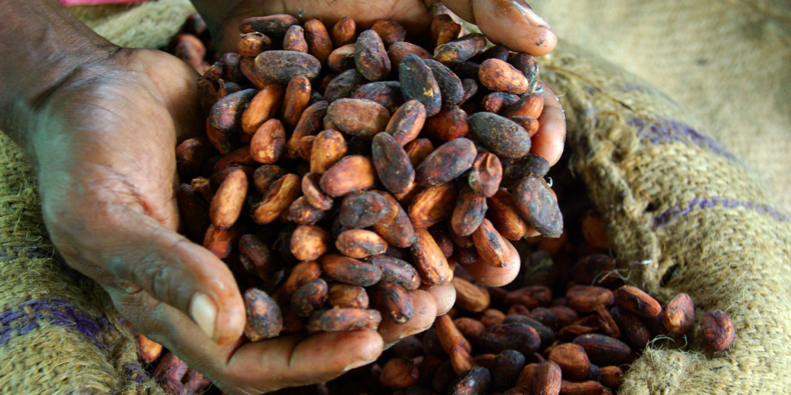 Cocoa farmer David Kebu Jnr holding the finished product, dried cocoa beans ready for export. Source: Department of Foreign Affairs and Trade.