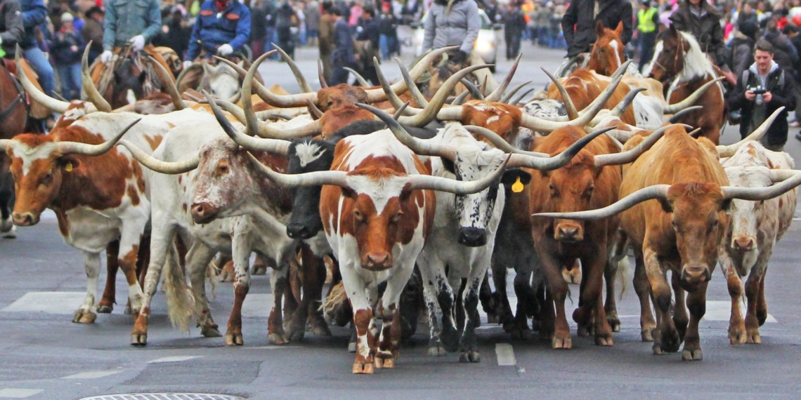 animals cities