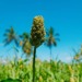 A sorghum plant, which is a type of millet, in celebration of the United Nation's Food & Agriculture Organisation's choice to name 2023 the International Year of Millets