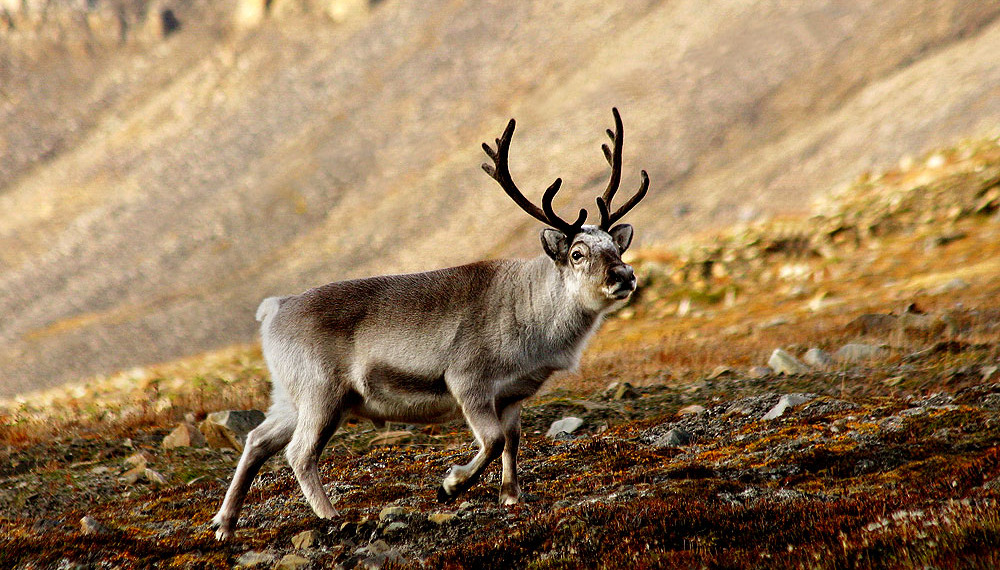 svalbard reindeer