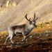 svalbard reindeer