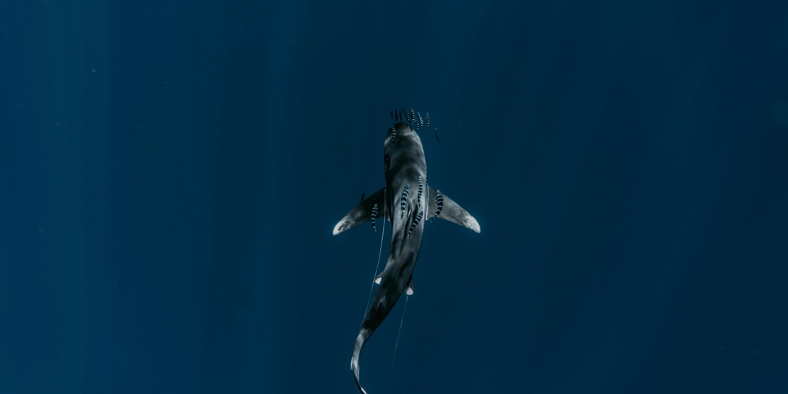 Impact of Jaws on sharks