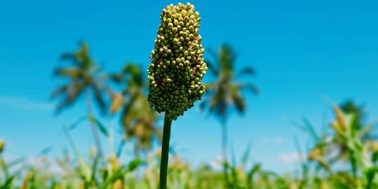 A sorghum plant, which is a type of millet, in celebration of the United Nation's Food & Agriculture Organisation's choice to name 2023 the International Year of Millets
