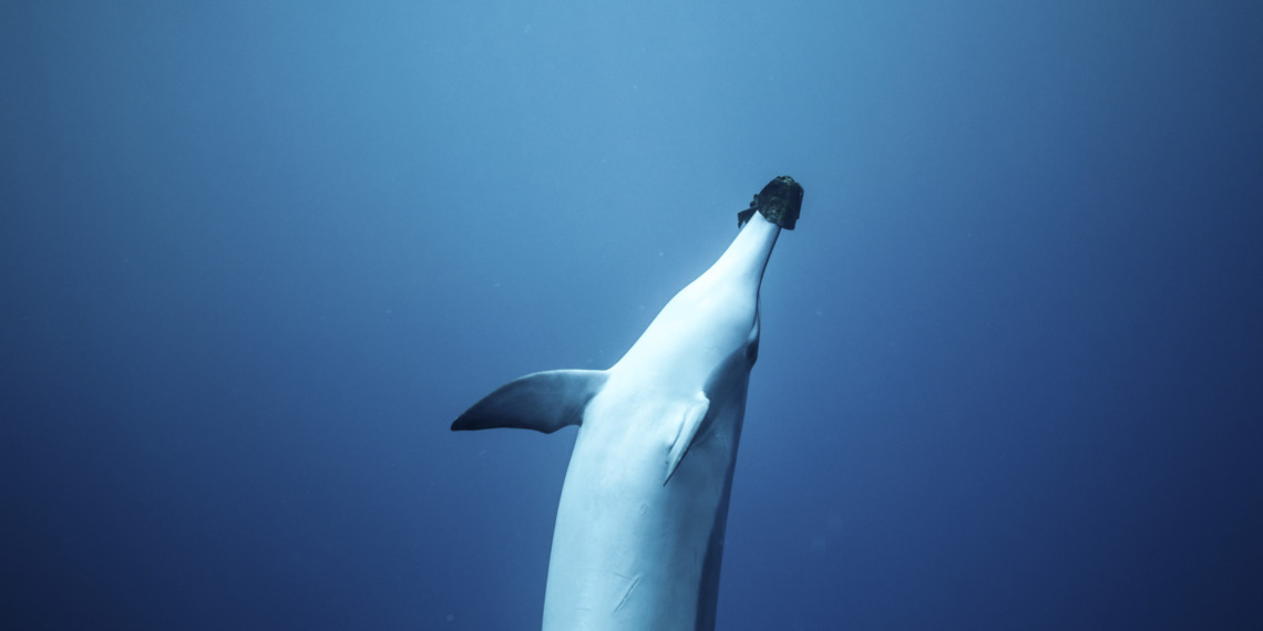 dolphins noise pollution