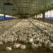 antibiotics farming