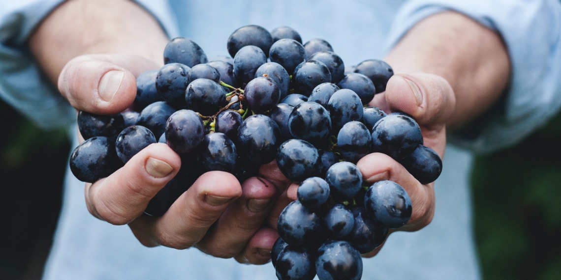 france viticulture