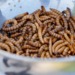 Edible larvae in a bowl