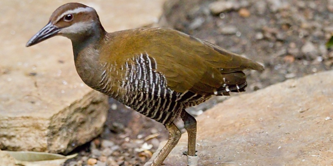 conservation species