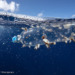 Plastic Waste Is Creating New Communities on the Ocean’s Surface