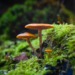 The Sustainability ‘Shroom Boom’: Mushrooms are Making Things Greener