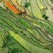 genetically modified crops china