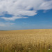 Ukraine agriculture