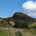 Potential Woodland Restoration in Scotland: Trees Found at Record-Breaking Heights