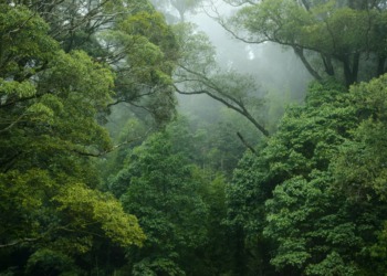 World Rainforest Day: Celebrating the Most Important Ecosystem of our Planet