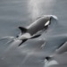 Are the Orca Boat ‘Attacks’ Purposeful or Just Playful?