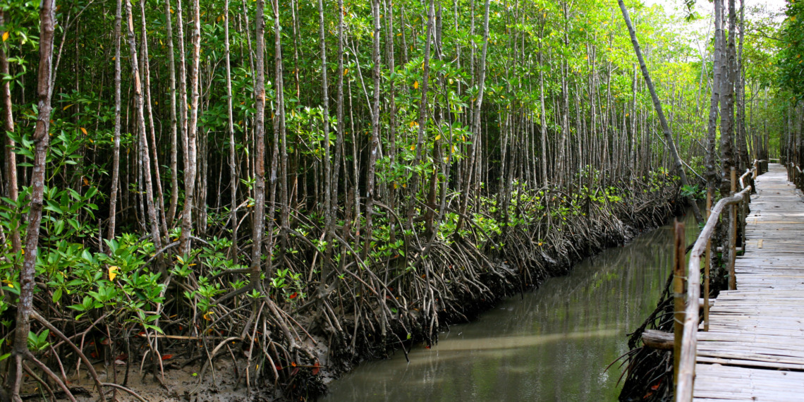 mangroves