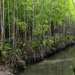mangroves
