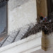 anti-bird spikes nests