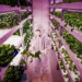 Is Vertical Farming the Solution to World Hunger?