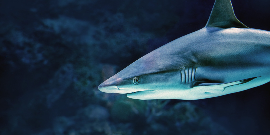 Humans prey