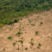 Amazon deforestation