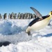 Deaths of Emperor Penguins in Antarctica: How Climate Change Made Them Possible