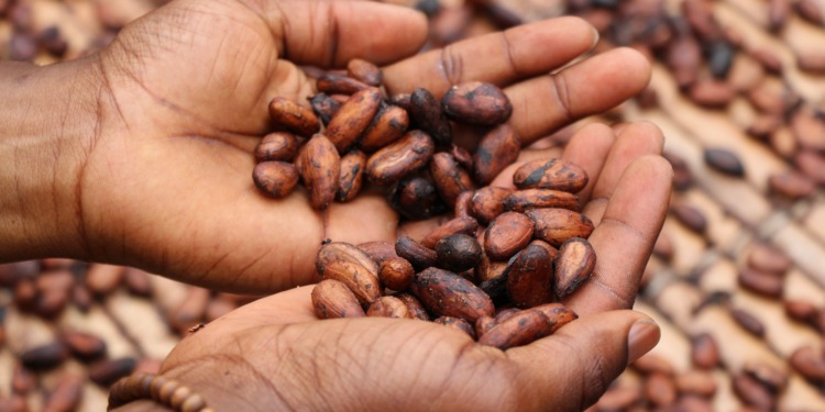 Cocoa Supply Chain