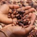 Cocoa Supply Chain