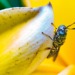 Could Waste Bugs Be Used to Make Biodegradable Plastics?