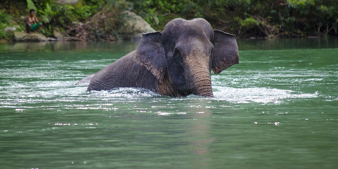 wildlife loss