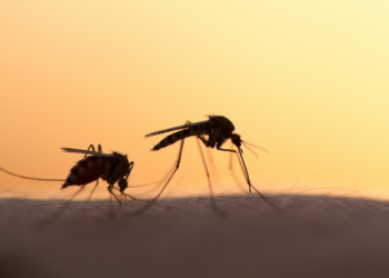 How Climate Change Increases the Risk of Mosquito-Borne Diseases