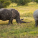 white rhinos