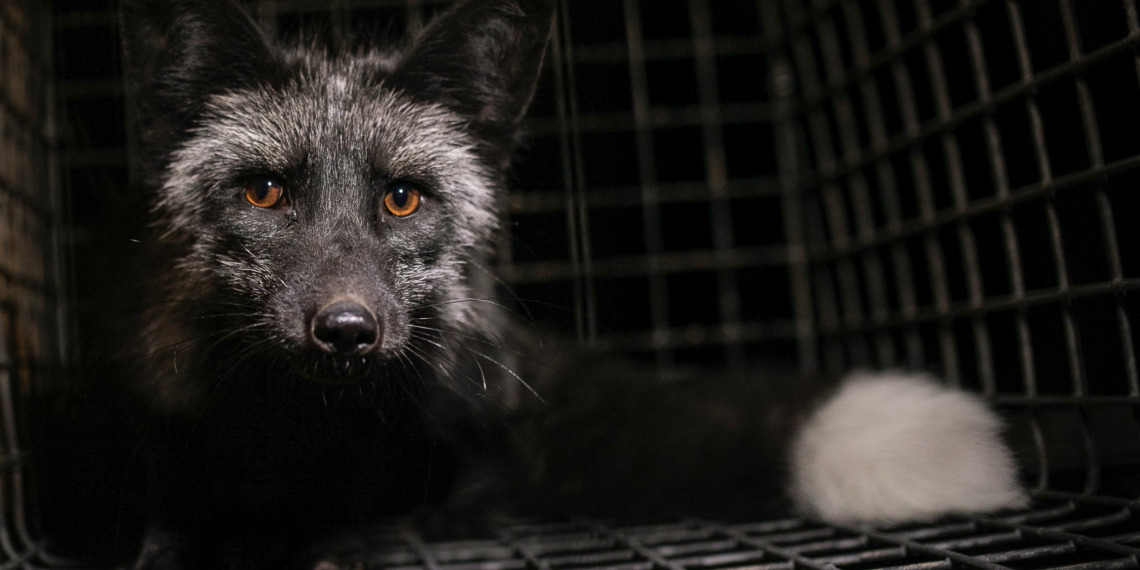 animals pandemics
