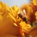 Why We Must Protect Bees: The Planet Depends On Pollinators