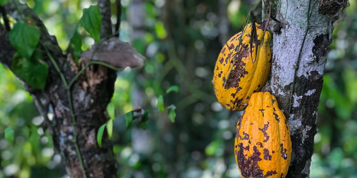 Cacao