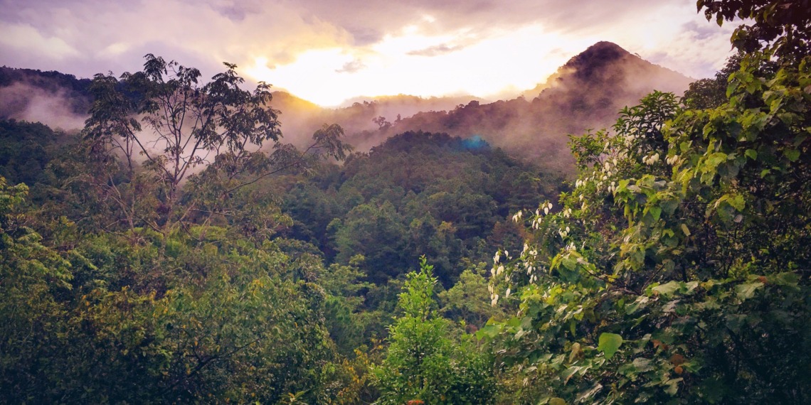 carbon credits
