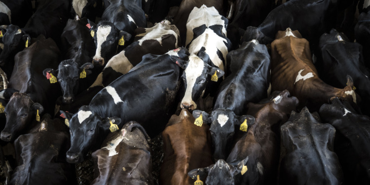 methane emissions cows