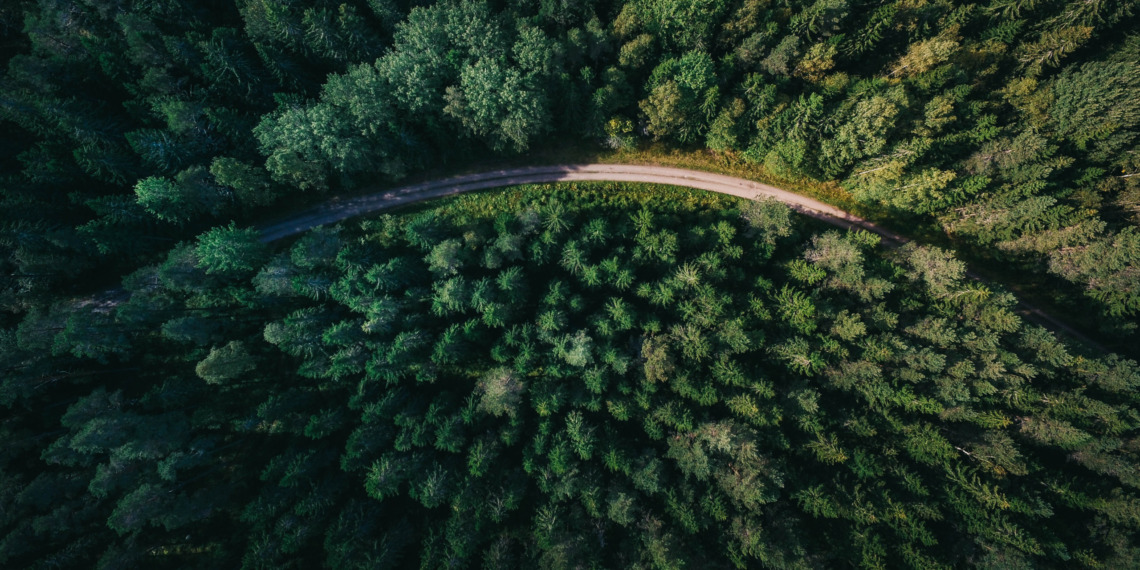 forests food